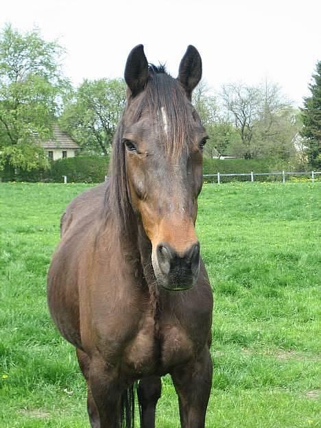 Traver Owens Rødbylund (aflivet) - Kigger lidt billede 10