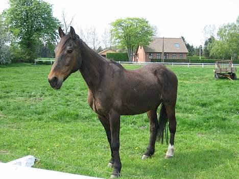 Traver Owens Rødbylund (aflivet) - Er han ikke dejlig billede 11