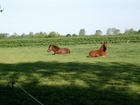 Anden særlig race Shannon (R.I.P) billede 7