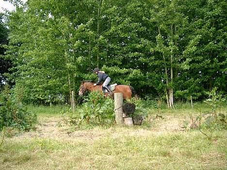 Anden særlig race Shannon (R.I.P) billede 8