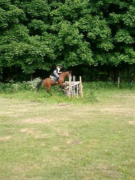 Anden særlig race Shannon (R.I.P) billede 9