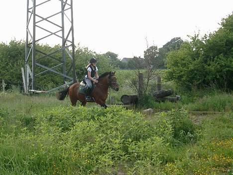 Anden særlig race Shannon (R.I.P) billede 10