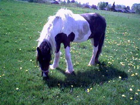 Irish Cob Aicha - Et par pletter fra eller til hvad gør det!!! billede 7