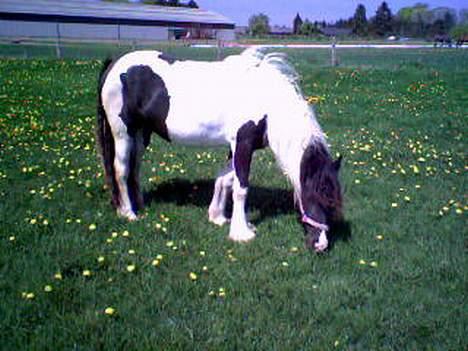 Irish Cob Aicha - Vender da bare den anden side til så kan man ikke se de beskidt pletter billede 8