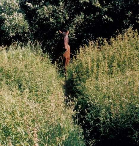 Standardbred ¨˜”°º• Ulrikka(solgt)•º°” - Her står hun på en skrænt på brabrandstien billede 7