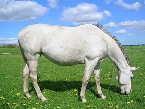 Dansk Varmblod Vennelunds Nala *R.I.P* - maj 06 FOTO: Helle billede 10