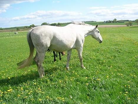Dansk Varmblod Vennelunds Nala *R.I.P* - nala på folden maj 06 FOTO: Helle billede 11