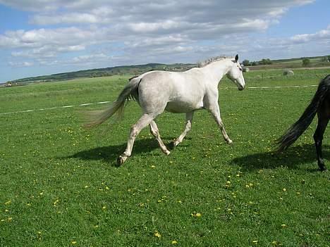 Dansk Varmblod Vennelunds Nala *R.I.P* - maj 06  FOTO: Helle billede 12