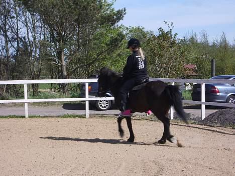 Islænder Lilja - elsker at løøøbe!!!!!!<3 billede 3