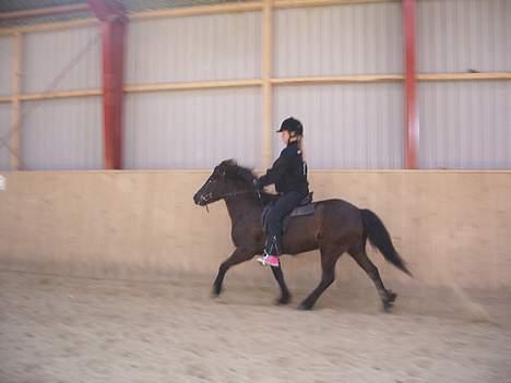 Islænder Lilja - Wee ! billede 4