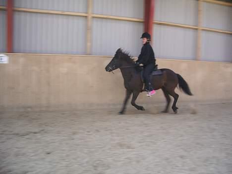 Islænder Lilja - løøøøbe!! billede 7