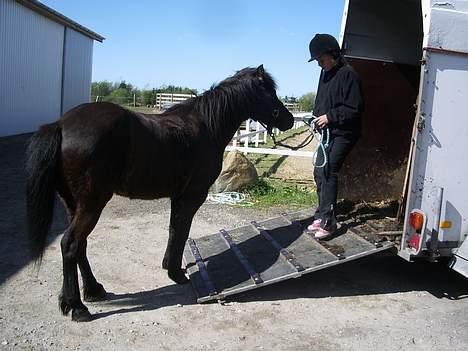 Islænder Lilja - "kom nu, Trunte!!" <3 billede 10