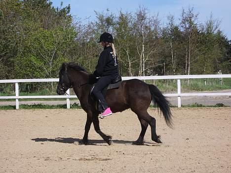 Islænder Lilja - Her rider min eger Emma på mig! billede 11