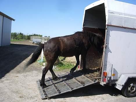 Islænder Lilja - Jeg synes det er sjovt at gå op i en trailer!! Haha. billede 12