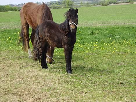 Anden særlig race Surprise - nej hvor er jeg fin :) !!  (nyt) billede 9