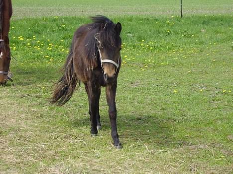 Anden særlig race Surprise - (nyt) billede 10