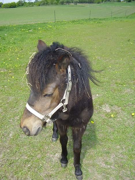 Anden særlig race Surprise - (nyt) billede 11