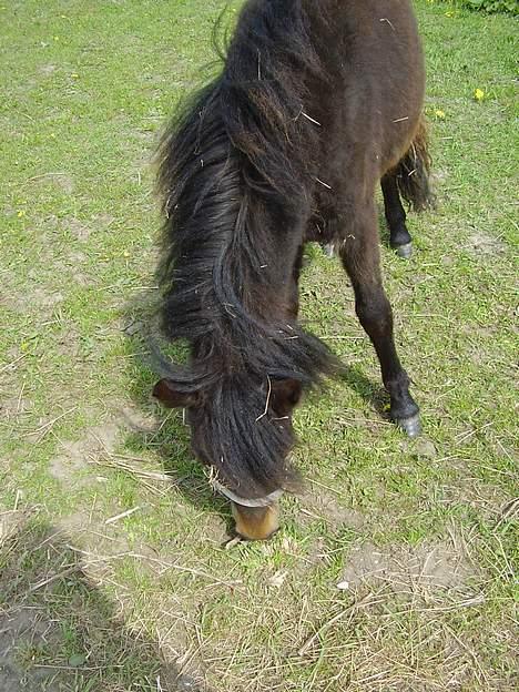 Anden særlig race Surprise - (nyt) billede 12