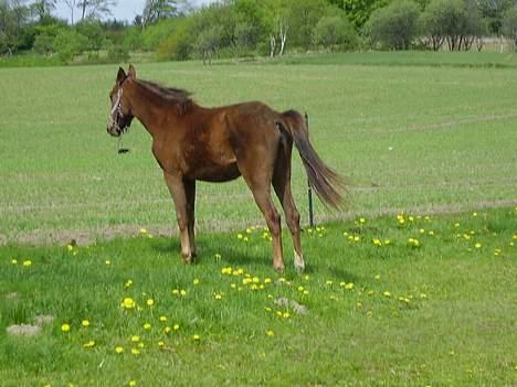 Pinto Gantrup Lisa  - (nyt) billede 13