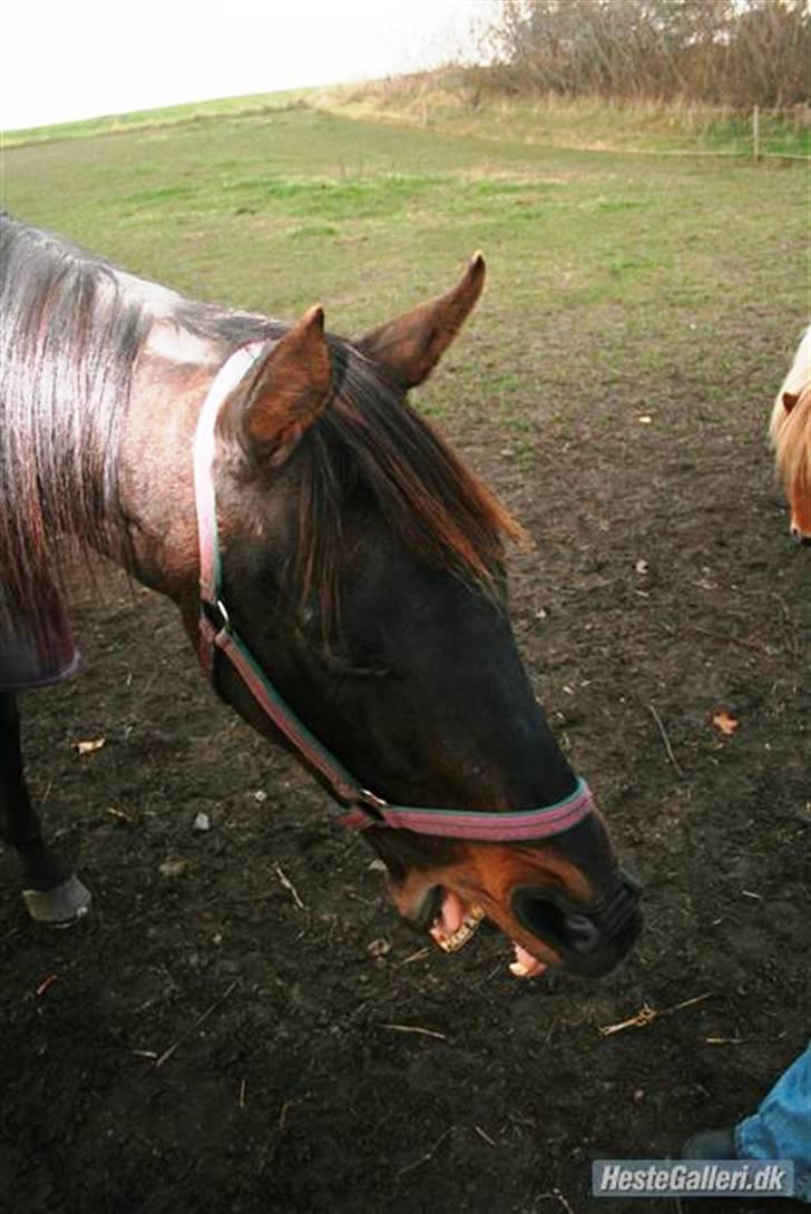 Fuldblod (XX) <3Princess Joe *I HIMLEN* - # 14. Hehe.. Taget af Tanja A d. 15/10-2007 billede 14