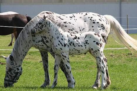 Knabstrupper Bine - Loke og Bine billede 14
