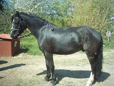 Dartmoor Akido af granlygård - Uuh . Er han ikke lækker . (= billede 13