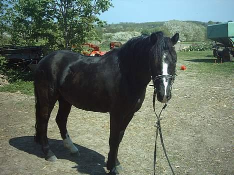 Dartmoor Akido af granlygård - Se ham lige billede 14