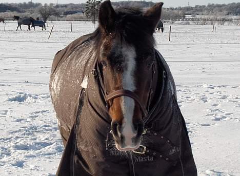 Anden særlig race Mira - Mira-prutten billede 4