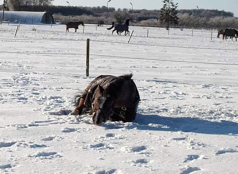 Anden særlig race Mira - rulle rulle billede 5
