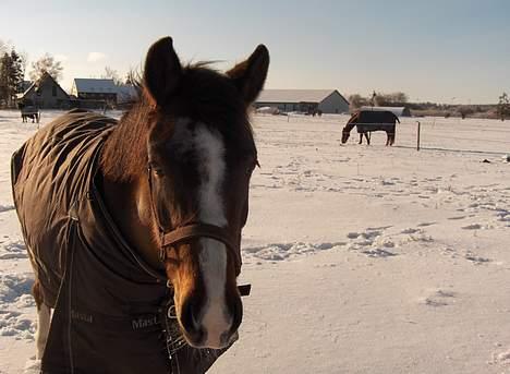 Anden særlig race Mira billede 6