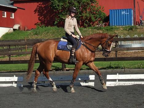 Svensk Varmblod bambino - min vakre hest!<33 billede 18