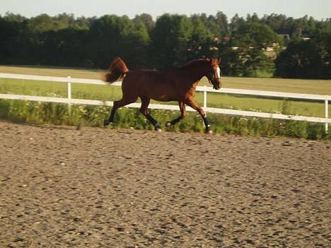 Svensk Varmblod bambino - løpetur på banen^^ billede 19