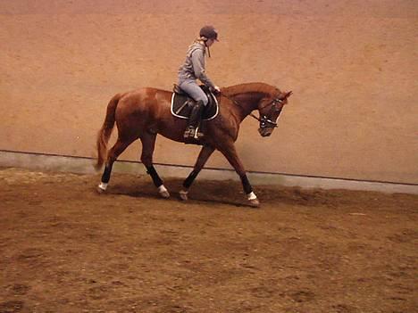 Svensk Varmblod bambino - oppvarming. oktober. billede 20