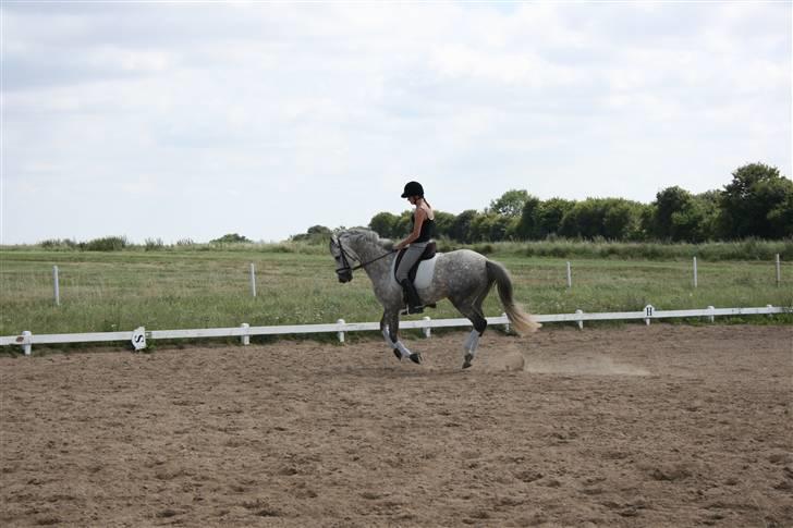 Anden særlig race Dancing Daisy ! !SOLGT! ! - Hun kan flyve :p Foto: Far billede 9