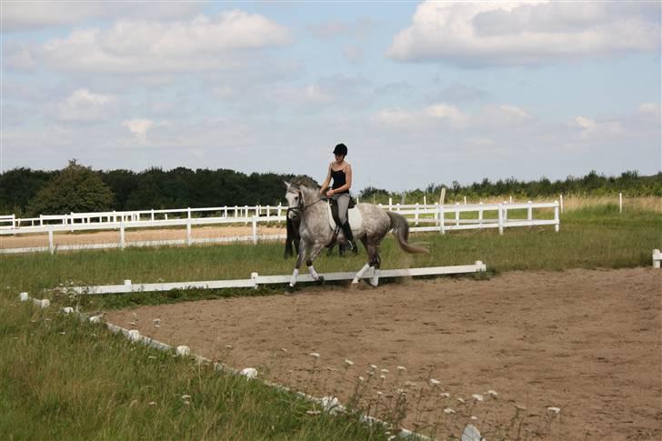 Anden særlig race Dancing Daisy ! !SOLGT! ! - Galop. Foto: Far billede 10