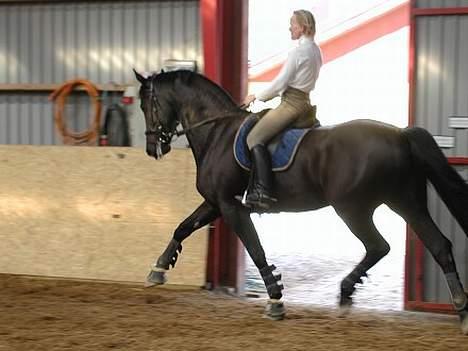 Anden særlig race Tsjerkomo - Komo i fri trav med min træner på ryggen billede 8