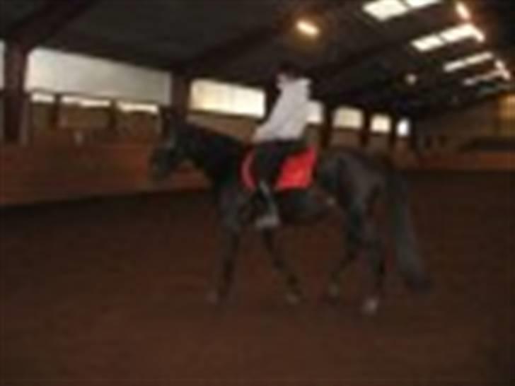 Oldenborg Kyringegårds Debbie - NYT! Tilredet efter en uge billede 6