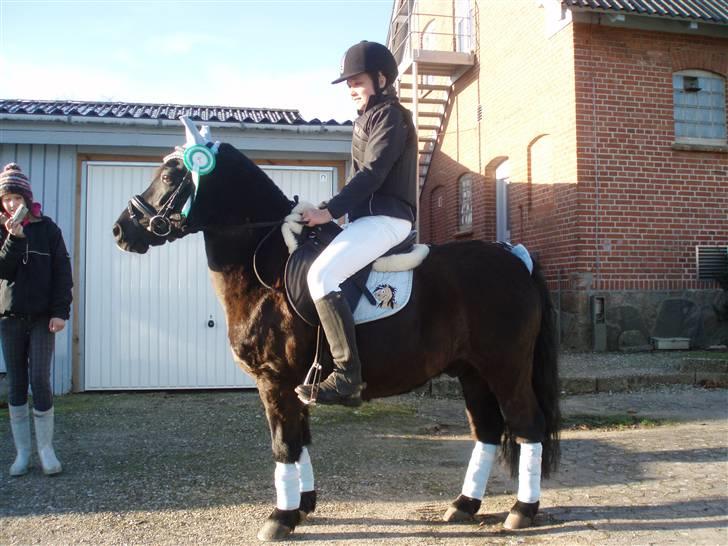 Welsh Mountain (sec A) Tarzan - Laura og Tarzan efter den første klasse til deres første stævne.. En flot 3.plads i LD spring på RVF billede 5