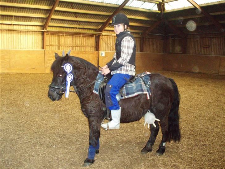 Welsh Mountain (sec A) Tarzan - Tarzan og Laura udklædt som bondemanden med hans KO ! Tjek lige hans "yver";) billede 6