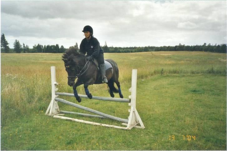 Welsh Mountain (sec A) Tarzan - Stump og Tosse billede 7