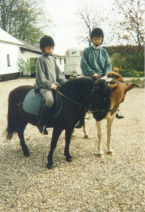 Welsh Mountain (sec A) Tarzan - Et gammelt billede af Tarzan og hans halvsøster Bella.. Og ja det er mig der sidder på Tarzan.. tror billedet er taget et års tid efter jeg fik den lille pony :) billede 8