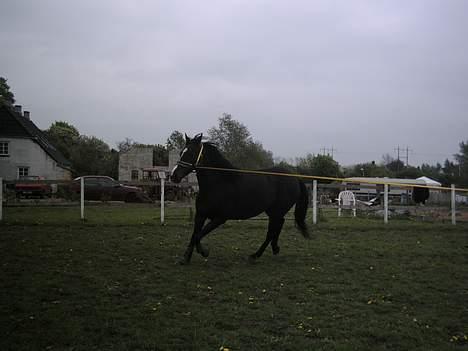 Anden særlig race Romeo(minde) billede 2