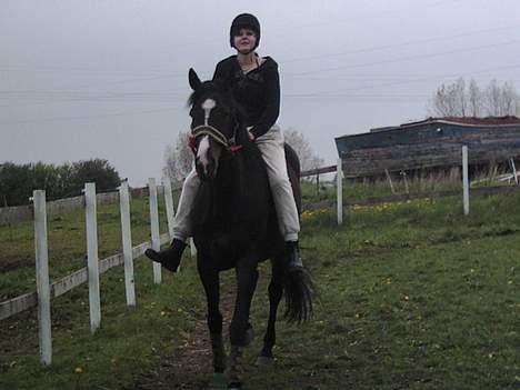 Anden særlig race Romeo(minde) billede 3