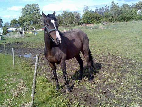 Anden særlig race Romeo(minde) billede 4