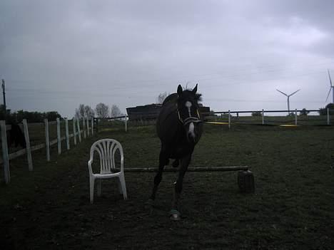 Anden særlig race Romeo(minde) billede 5