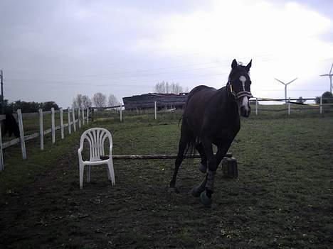 Anden særlig race Romeo(minde) billede 6