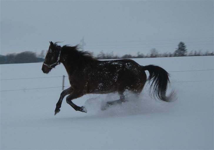 DSP <3 Freja. *I HIMLEN* - # 2. Freja i fuld fart i høj sne.. Taget d. 7/1-2010 billede 2