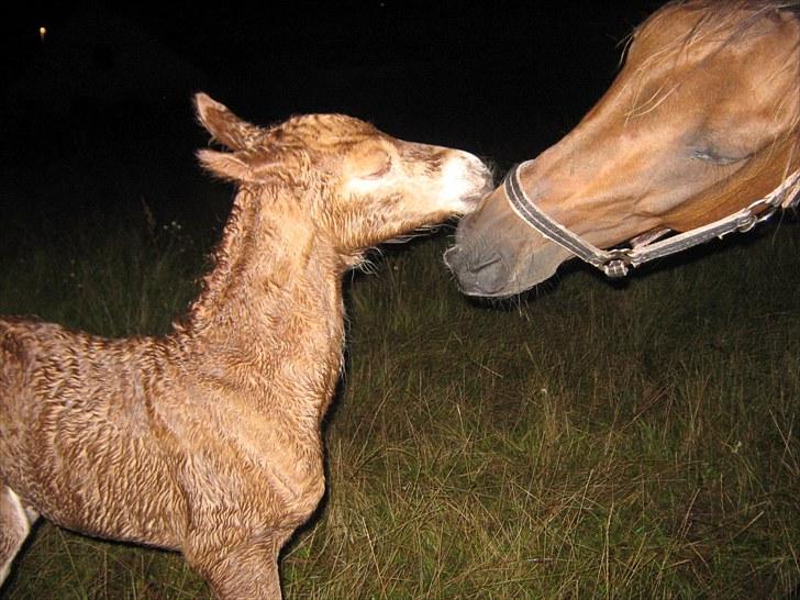 DSP <3 Freja. *I HIMLEN* - # 3. Freja og Akahana fra 5 august 2010 :D Mor og datter mysser hinanden :D billede 3