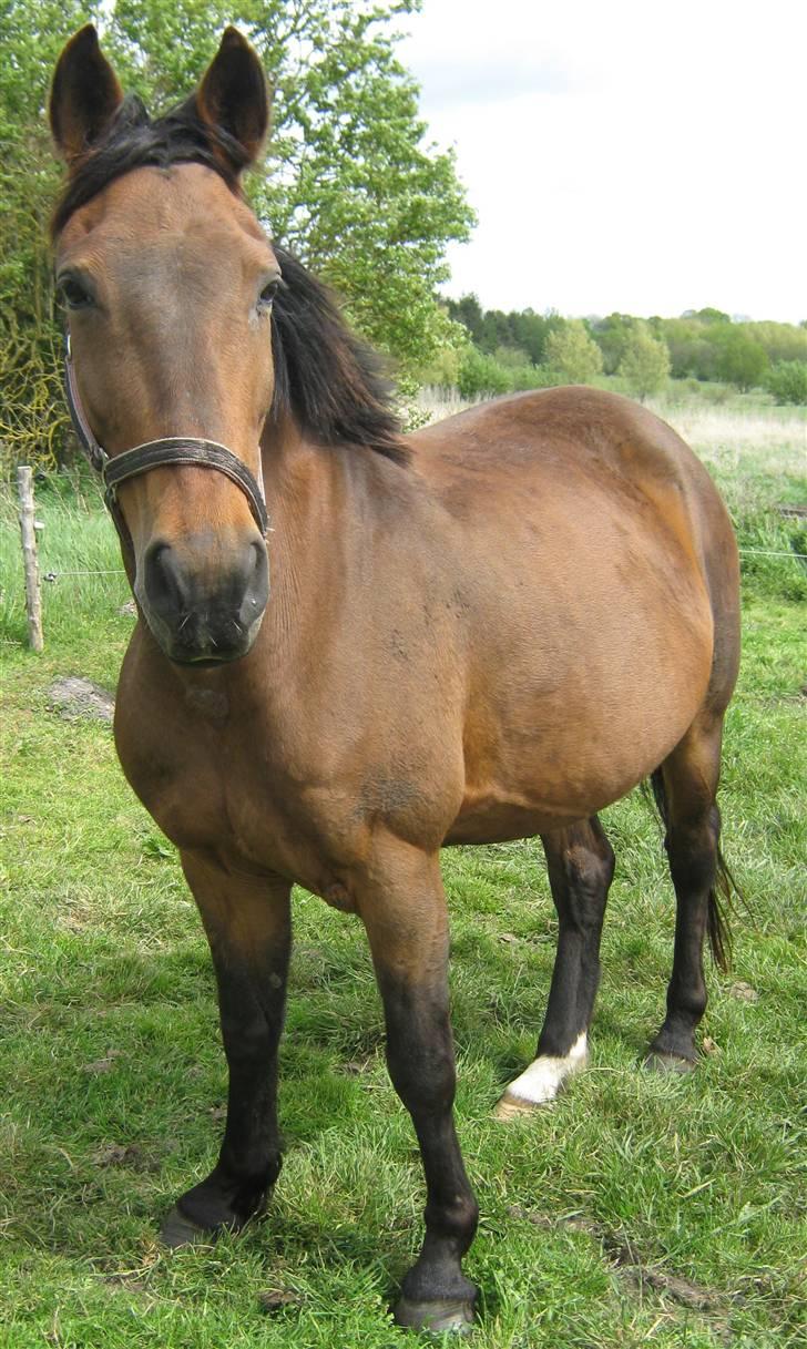 DSP <3 Freja. *I HIMLEN* - # 4. Ja så det snart at hun ska ha sin baby føller, wee... Taget d. 10/5-2009 (Hun fik DK Bjørnholts Søs den 5 juni 2009) billede 4