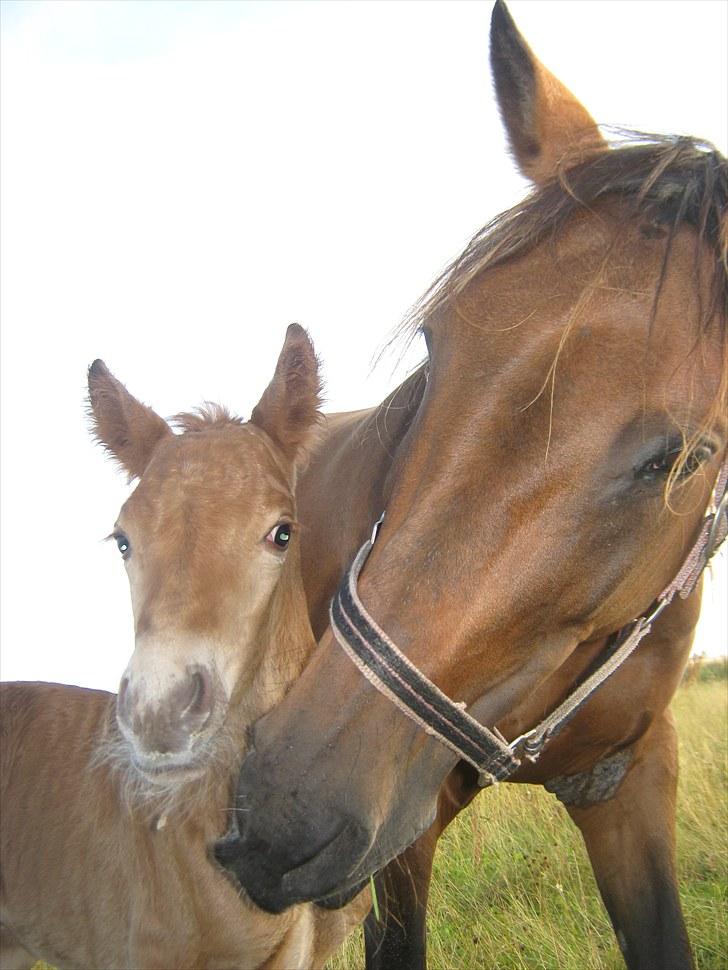 DSP <3 Freja. *I HIMLEN* - # 5. Freja og Akahana om morgen.. Taget den 5 august 2010 billede 5